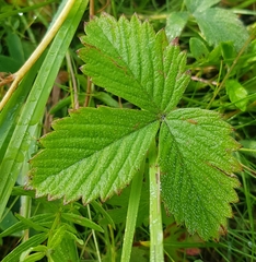Fragaria orientalis