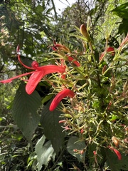 Stenostephanus