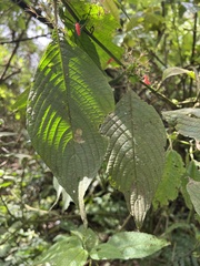 Stenostephanus