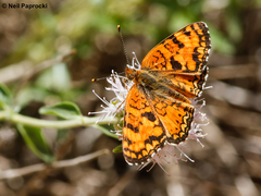 Phyciodes pallida