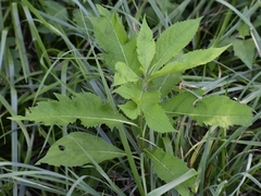 Verbesina alternifolia