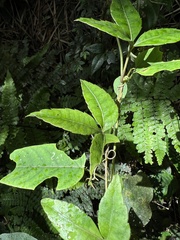Passiflora longipes