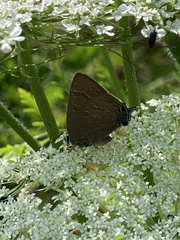 Satyrium calanus
