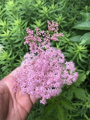 Filipendula rubra