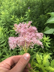 Filipendula rubra