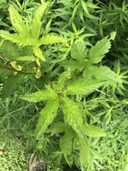 Filipendula rubra