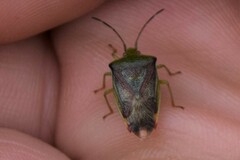 Elasmostethus interstinctus