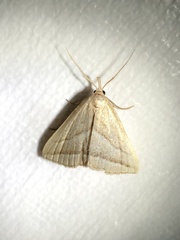 Macrochilo absorptalis