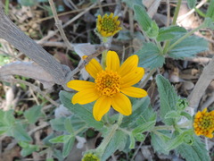 Simsia amplexicaulis