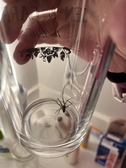 Tigrosa helluo