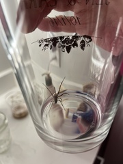 Tigrosa helluo