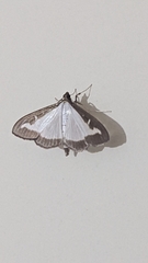 Cydalima perspectalis