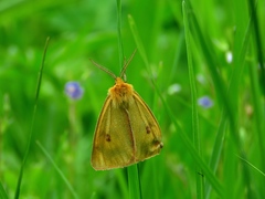 Diacrisia sannio