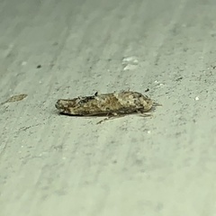 Mompha stellella
