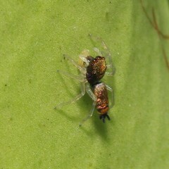 Cosmophasis micarioides