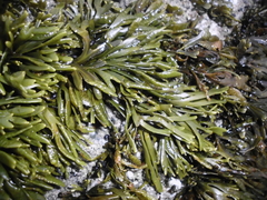 Pelvetiopsis limitata