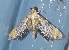 Nymphicula