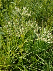 Arnoglossum plantagineum