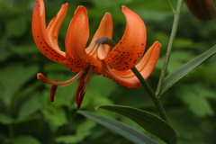 Lilium davidii