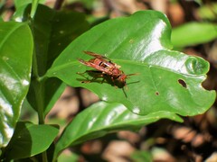 Polistes japonicus