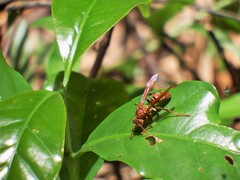 Polistes japonicus