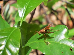 Polistes japonicus