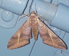 Clanidopsis exusta