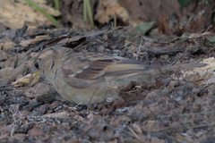 Passer domesticus