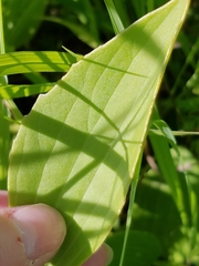 Arnoglossum plantagineum