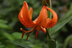 Lilium davidii