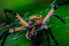 Argiope aurantia