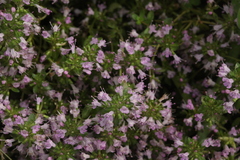 Thymus semiglaber
