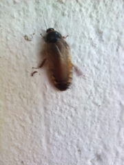 Pycnoscelus surinamensis