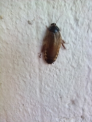 Pycnoscelus surinamensis