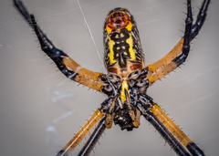 Argiope aurantia