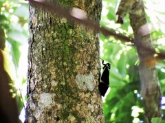 Formotosena seebohmi