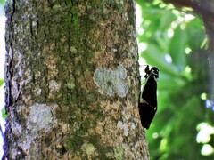 Formotosena seebohmi