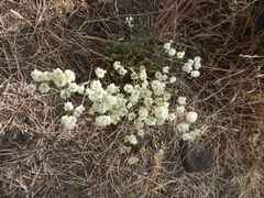 Eriogonum strictum
