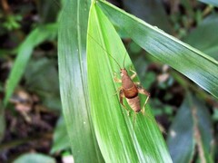 Ornebius formosanus