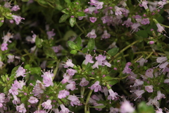 Thymus semiglaber