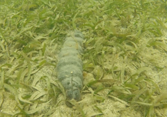 Holothuria mexicana