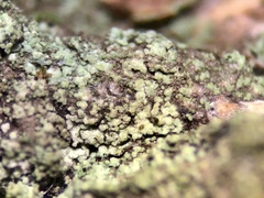 Rinodina papillata