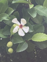 Dillenia philippinensis