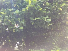 Dillenia philippinensis