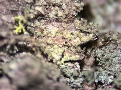 Rinodina papillata