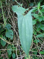 Dioscorea japonica