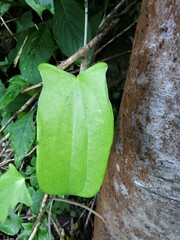 Dioscorea collettii
