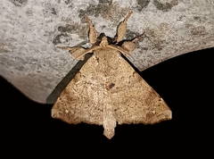 Olceclostera nigripuncta