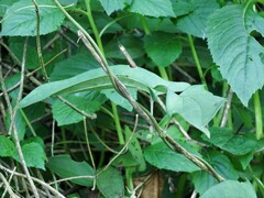 Dioscorea japonica