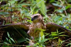Nisaetus nanus